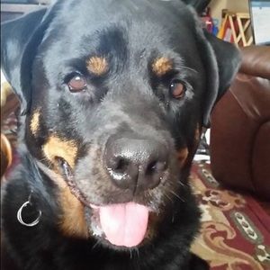 Meet your Posher, Jacqueline